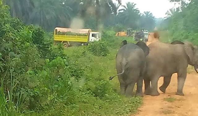 Conflit homme-faune : à Makouké, les éléphants fragilisent les activités d&rsquo;Olam Palm Gabon