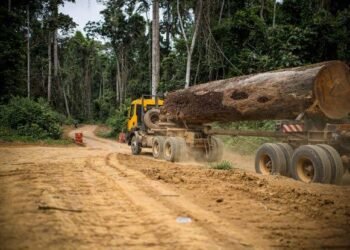 Afrique centrale : le marché du bois tropical retrouve des couleurs