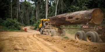 Afrique centrale : le marché du bois tropical retrouve des couleurs