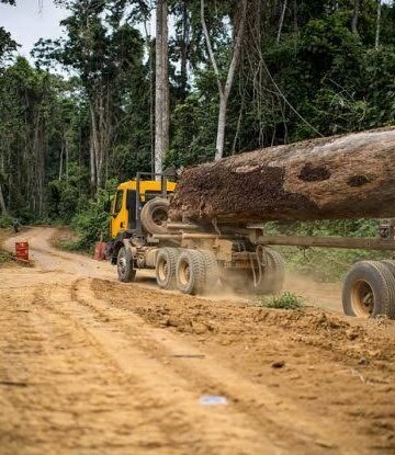 Afrique centrale : le marché du bois tropical retrouve des couleurs