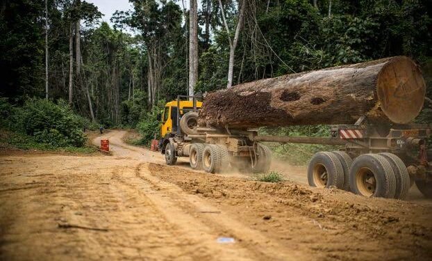 Afrique centrale : le marché du bois tropical retrouve des couleurs