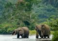 Kunming-Montréal : le Gabon adapte sa stratégie aux nouveaux objectifs mondiaux