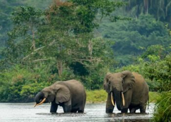 Kunming-Montréal : le Gabon adapte sa stratégie aux nouveaux objectifs mondiaux