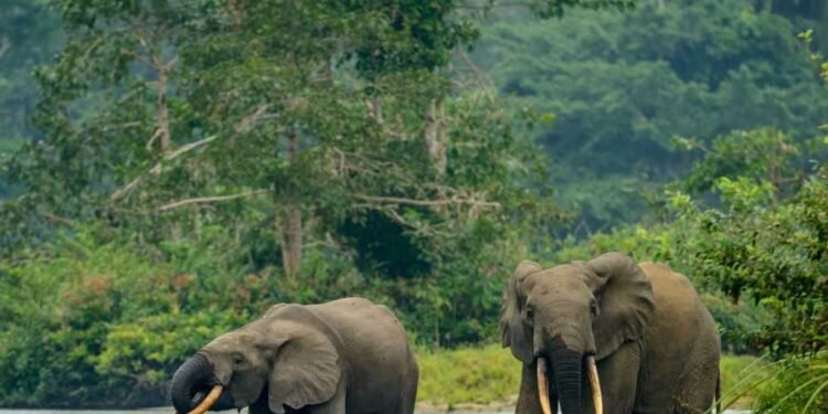 Kunming-Montréal : le Gabon adapte sa stratégie aux nouveaux objectifs mondiaux