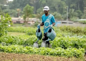 Développement humain : au Gabon, les emplois verts moteur de la transformation de demain