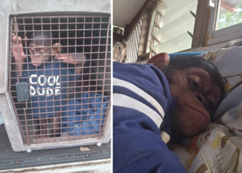 Trafic de faune : quatre personnes interpellées avec un chimpanzé à Libreville