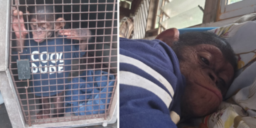 Trafic de faune : quatre personnes interpellées avec un chimpanzé à Libreville