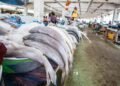 25 000 tonnes de poisson importées : pourquoi le Gabon dépend-il encore de l’extérieur ?