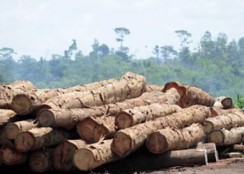 Exploitation forestière : 595 grumes mises aux enchères, le revers d&rsquo;une exploitation forestière à mieux encadrer 