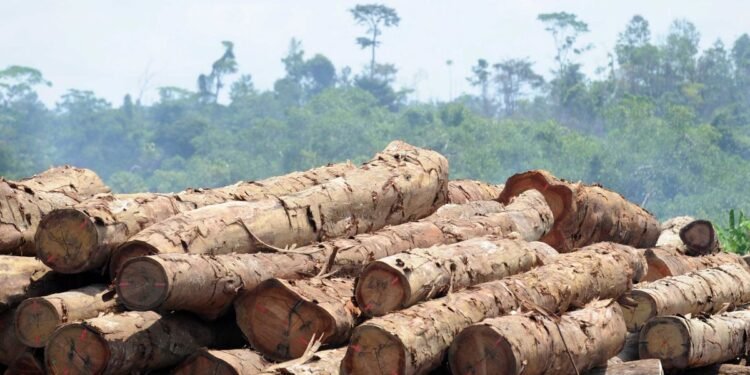 Exploitation forestière : 595 grumes mises aux enchères, le revers d&rsquo;une exploitation forestière à mieux encadrer 