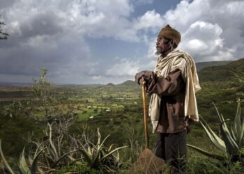 Financement forestier : au Gabon, Kenya, Éthiopie, Nigeria…les marques de l’espoir