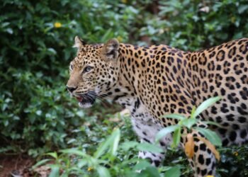 Trafic de faune : les « Panthères du Gabon » menacées par le braconnage