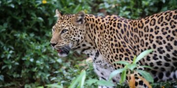 Trafic de faune : les « Panthères du Gabon » menacées par le braconnage