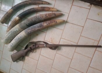 Braconnage : la convoitise de l&rsquo;ivoire ne faiblit pas au Gabon