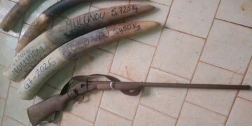 Braconnage : la convoitise de l&rsquo;ivoire ne faiblit pas au Gabon