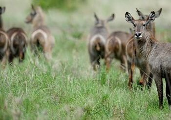 Rapport Planète Vivante : le WWF alerte sur le déclin des vertébrés sauvages