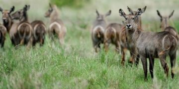 Rapport Planète Vivante : le WWF alerte sur le déclin des vertébrés sauvages